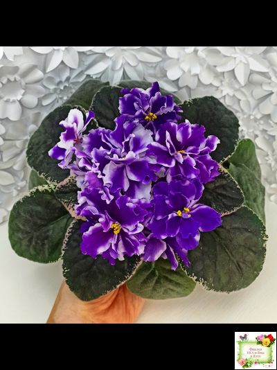 ВаТ-Морской Стиль (Т. Валькова) 2019 г. (лист посажен 15.06.26)