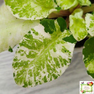 КНН-Крокус химерный спорт по листу