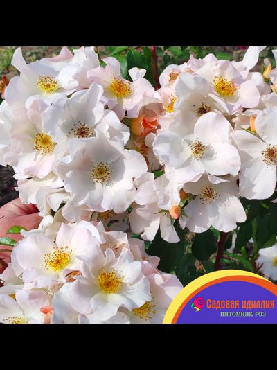 Салли Холмс (Sally Holmes)