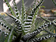 Haworthia fasciata cv. Big Band (Голландия) - детка