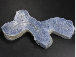 Коралл голубой Акори, Австралия (94*45*12 мм, 46 г) №37711