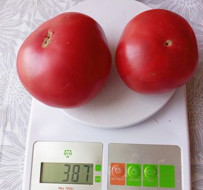 Томат София Бордо (Sofia Bordo)