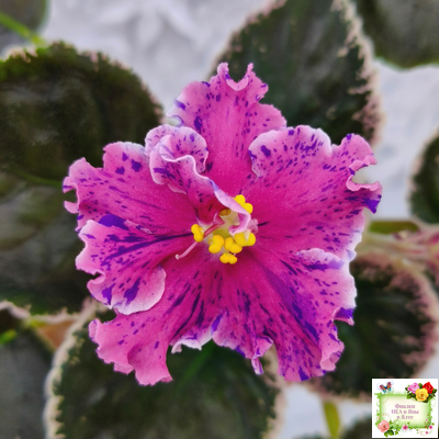 ТФ-Confetti (Т. Фурлетова) 2024 г.