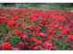 Скарлет Боника (Scarlet BONICA)