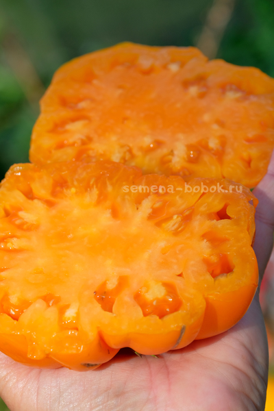 Томат Oro Giant (ОРО Гигант), 10 шт