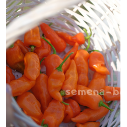 Перец сладкий Habanero Habanada  (Хабанеро Хабанада), 10 шт