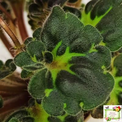 Ma's Melody Girl (O. Robinson) (гёрл-лист)