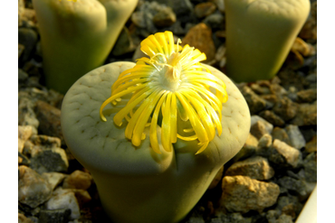 Lithops pseudotruncatella ssp. archerae С306
