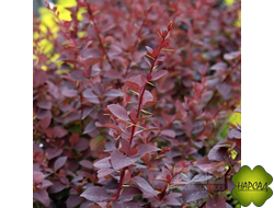 Барбарис "Суперба"