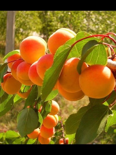 Монастырский(абрикос), 3года, ЗКС