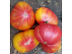 Томат Золотые горы Медео