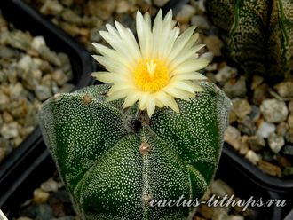 Astrophytum myriostigma v.tricostatum cv.Bohumil Schutz - 5 семян