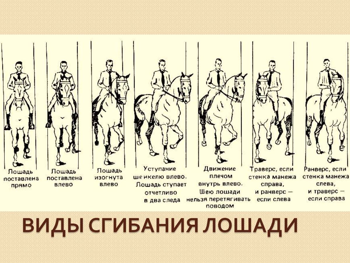 Личный приз юноши выездка схема