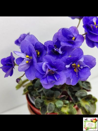 Mac&#039;s Pizza Pizzicato (G. McDonald) 01/31/2008 (гёрл-лист)