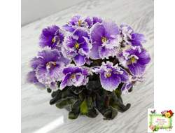 Н-Тет-а-Тет (Н. Бердникова) 2019 г. (лист посажен 21.10.25)