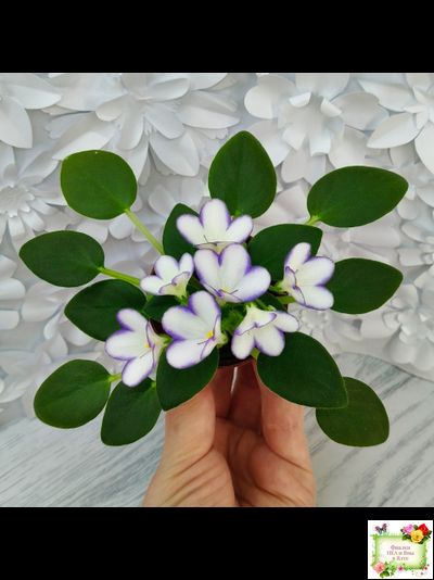 2А-Проба Пера (Е. Кольцова) 2024 г. (детка)