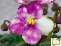 Heinz's Bubbles (H.Dornbusch) (детка)