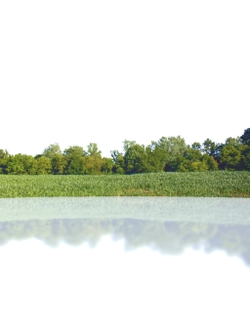 горизонт Деревья на горизонте 7