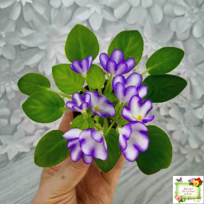 2А-Проба Пера (Е. Кольцова) 2024 г.