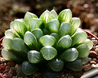 Haworthia cooperi - укоренённая детка (D=15-25мм)