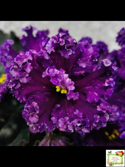 НД-Магнитная Аномалия Люкс (Н. Данилова-Суворова)