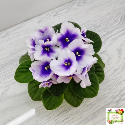 ЛЕ-Мятная Прохлада (Е. Лебецкая) 2019 г.