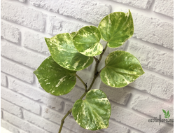 Перчик вариегатный / Piper sp. variegated