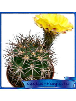 Acanthocalycium thionanthum v. brevispinum P 42