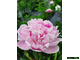 Paeonia Katharine Havemeyer