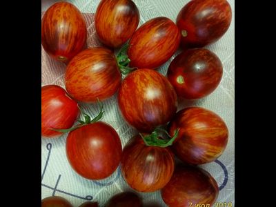 Томат Гаргамель (Gargamel)