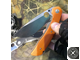 Нож складной SPYDERCO SUBVERT C239