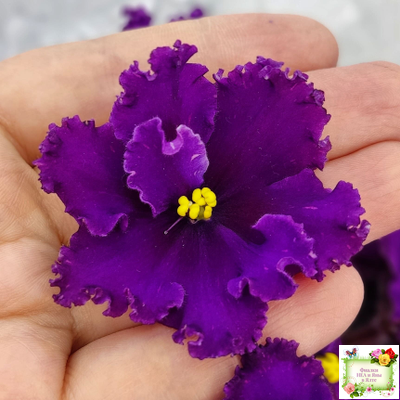 РМ-Глаз Дракона (Н. Скорнякова) 2021 г.