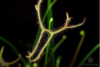 Drosera "Binata Extrema Multifida"