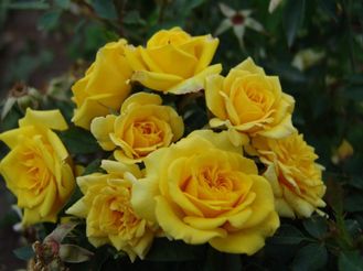 еллоу эвелин  (Yellow Eveline) роза , ЗКС
