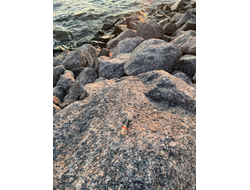 Духи НОТА: ЮНАЯ КОЖА, 3.5 мл