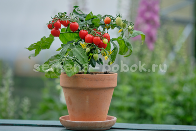 Микро томат Evita (Эвита), 10 шт