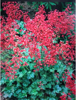 Гейхера кроваво-красная Руби Беллз