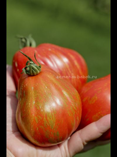 Томат Огненный шар (Palla di fuoco), 10 шт