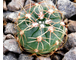 Gymnocalycium uruguayense (leeanum) Schl 103 (d=15-18mm)