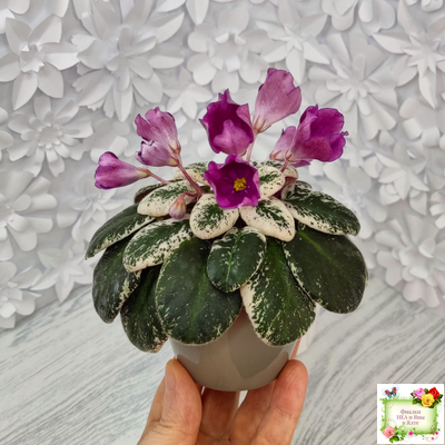 СК-Пангея (А.Кузнецов) 2014 г.