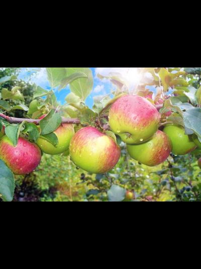 Уэлси (яблоня)