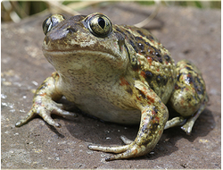 Обыкновенная чесночница (Pelobates fuscus)