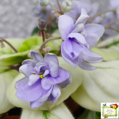 ЛЕ-Хрустальный Водопад Голд (Е. Лебецкая /С. Новгородова) 2018 трейлер