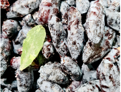 жимолость купить, жимолость цена , жимолость купить новосибирск