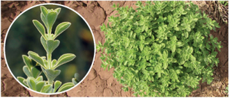 Чабер иранский (Satureja khuzistanica) Иран, 5 мл - 100% натуральное эфирное масло