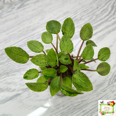 Серебряный Дождь Ю. Коваленко) 2023 г. листовая химера