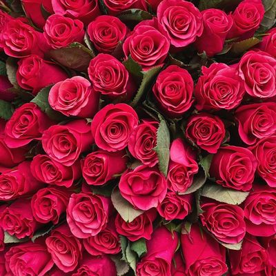 Букет из 101 розы Tacazzi 50 см