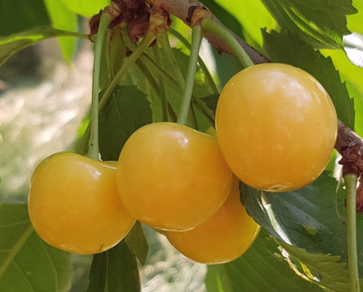 Черешня  Золотая