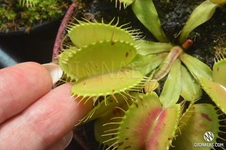 Dionaea muscipula Patches