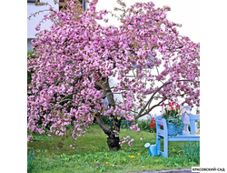 Вишня Кику-Шидаре - Kiku-Shidare